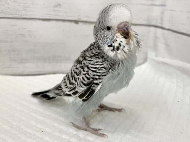 ジャンボセキセイインコ