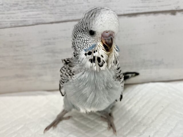 ジャンボセキセイインコ