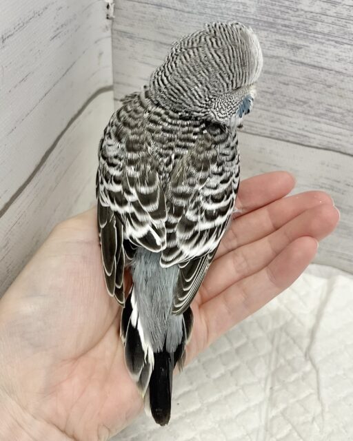 ジャンボセキセイインコ