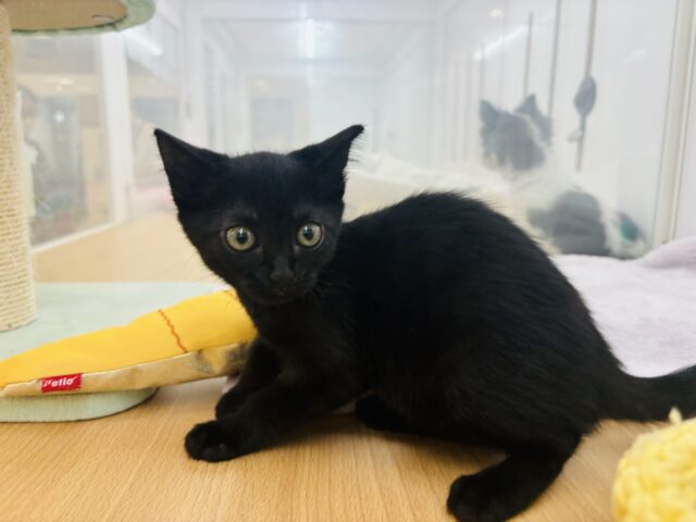 スコティッシュフォールド