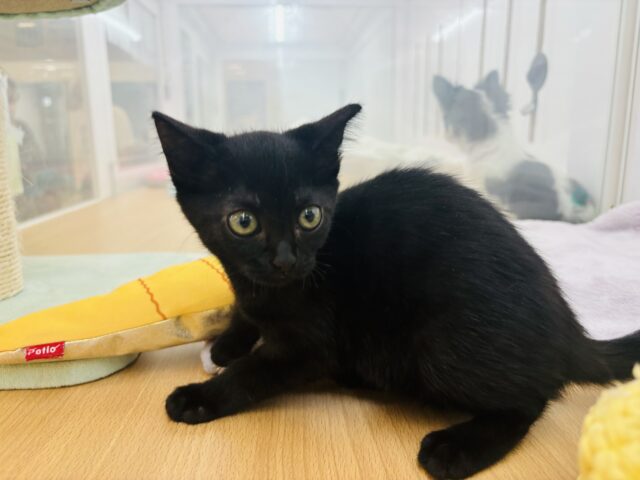 スコティッシュフォールド