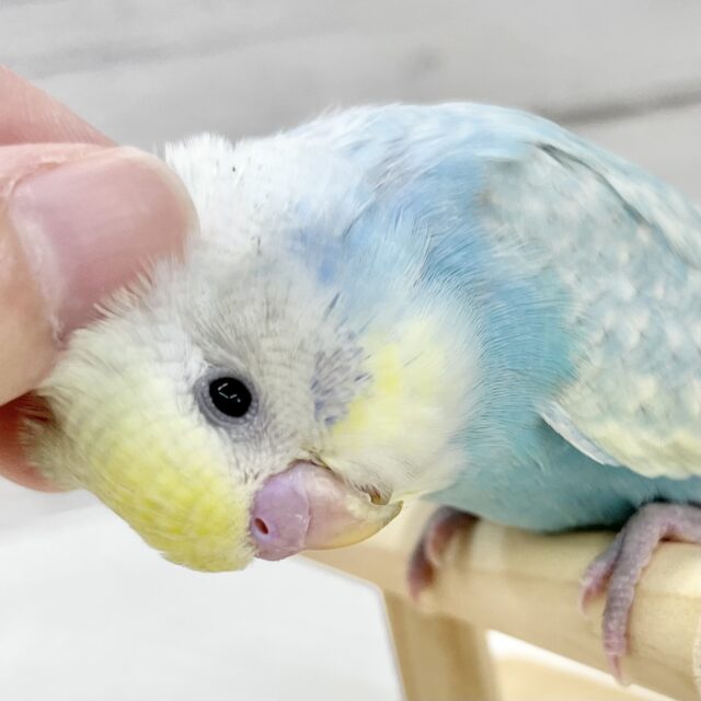 【⭐️最新画像アリ⭐️】はじけるレインボー🌈💫セキセイインコ（パステルレインボースパングル）