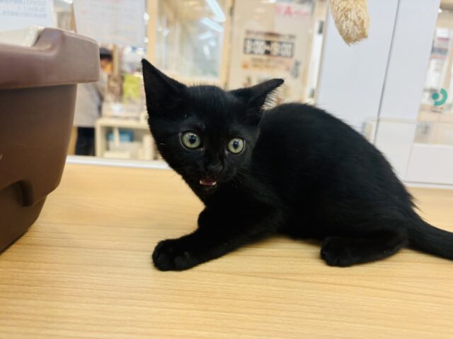 スコティッシュフォールド