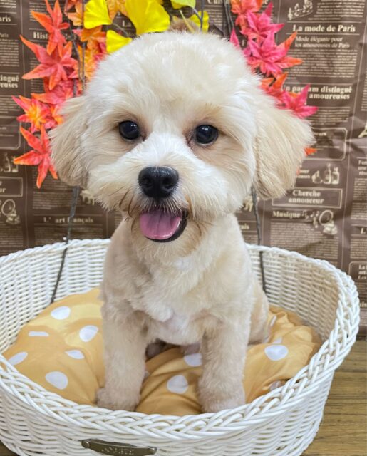 🐾元気BOY🐾ハーフ犬(ペキニーズ✖️トイプードル)(レッド系)🩵男の子🩵2025年2月1日生まれ