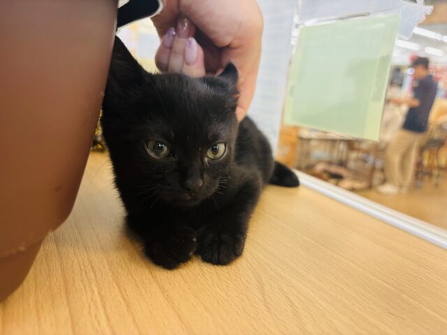 スコティッシュフォールド