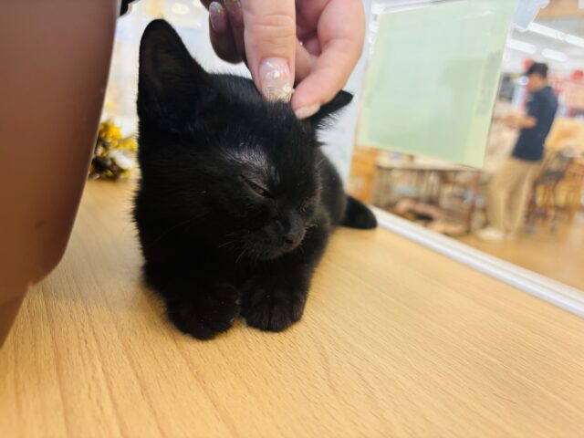 スコティッシュフォールド