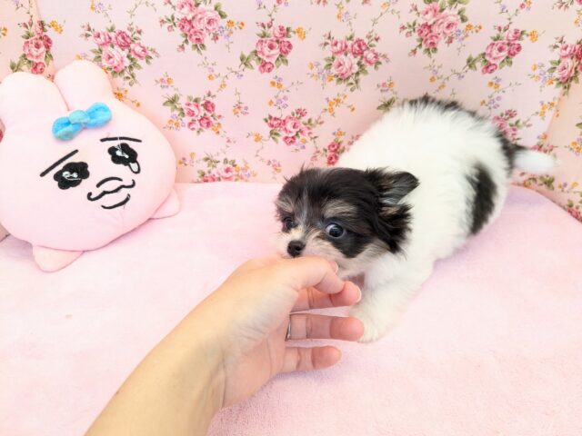 チワマル（マルチワ）