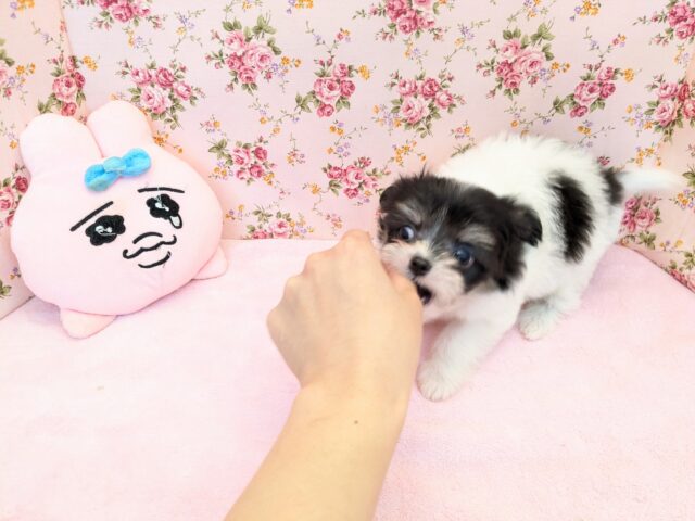 チワマル（マルチワ）