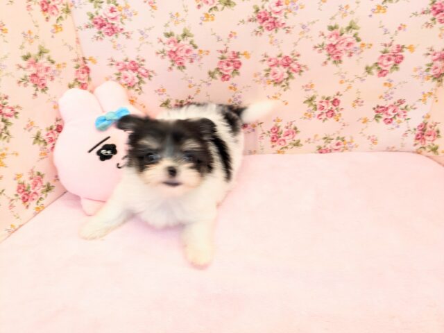 チワマル（マルチワ）