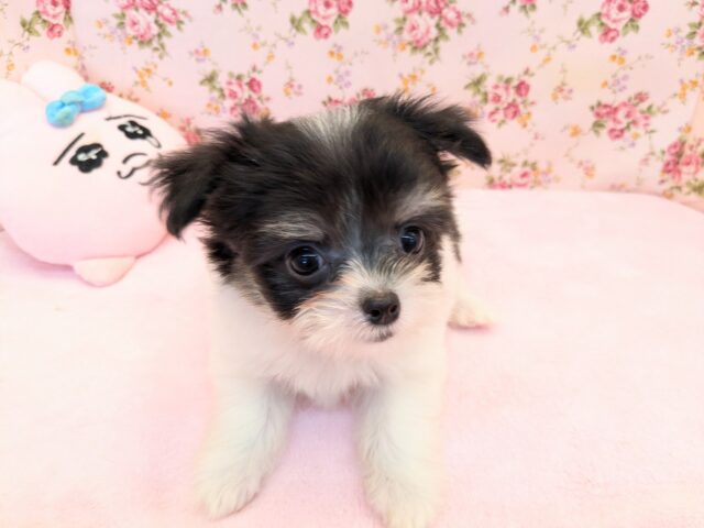 最強のおてんば娘降臨💗　ハーフ犬（チワワ×マルチーズ）の女のコ　2025/8/1撮影