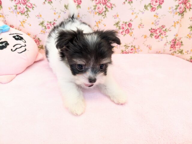 チワマル（マルチワ）