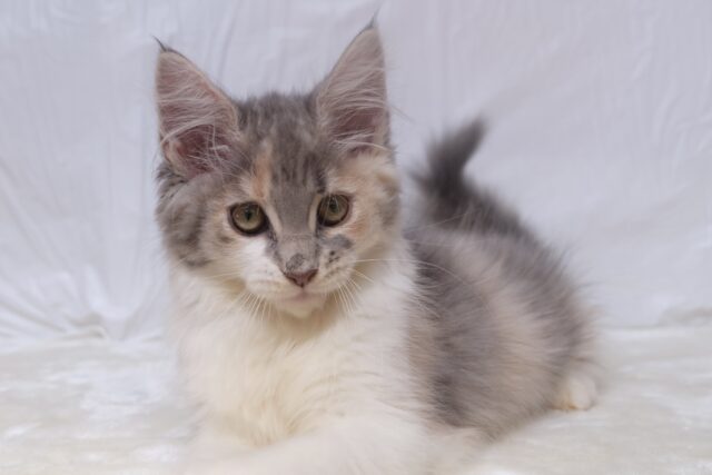 ノルウェージャンフォレストキャット