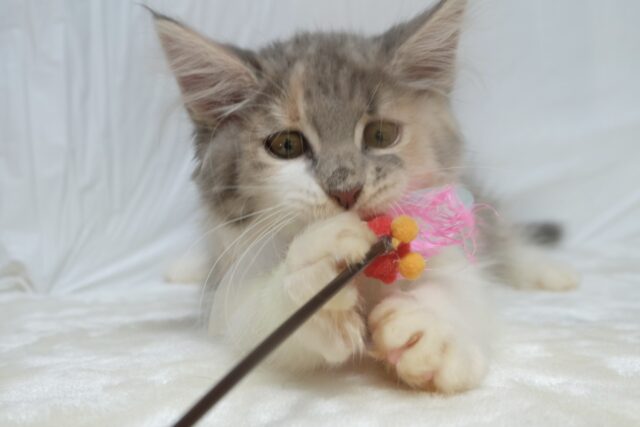 ノルウェージャンフォレストキャット