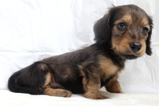 ミニチュアダックス