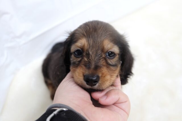 ミニチュアダックス