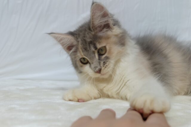 ノルウェージャンフォレストキャット