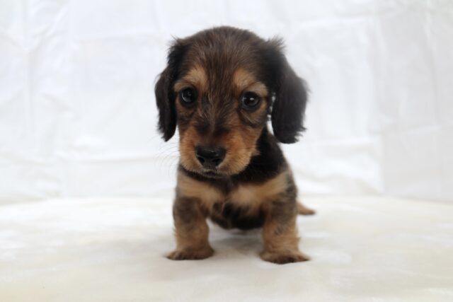 ミニチュアダックス