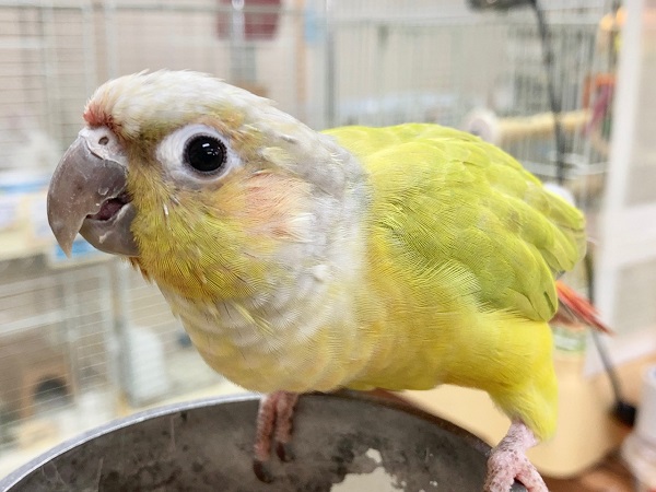 ホオミドリウロコインコ