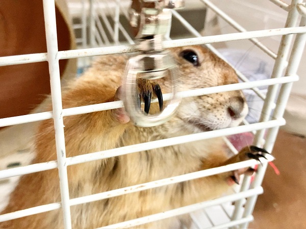 プレーリードッグ