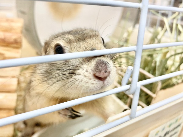 リチャードソンジリス