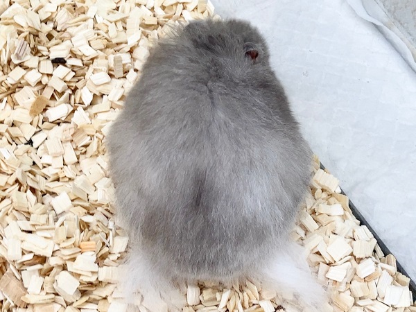 ゴールデンハムスター