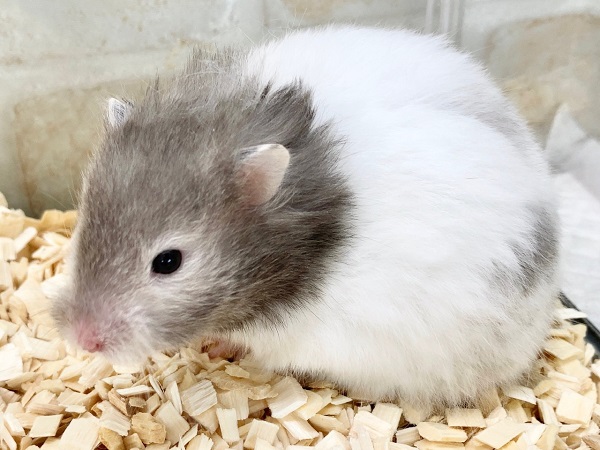 ゴールデンハムスター