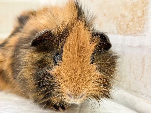 アビシニアンモルモット（三色）　くるくる巻き毛の女の子♪