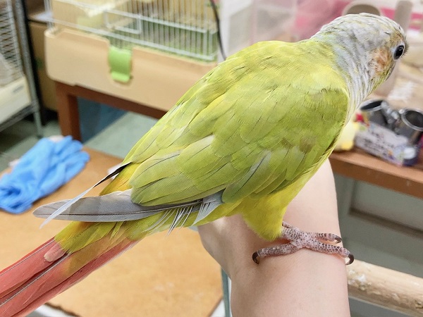 ホオミドリウロコインコ