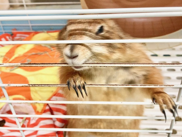 プレーリードッグ