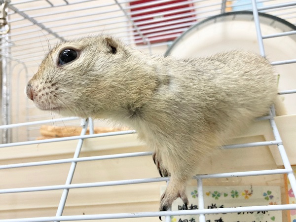 リチャードソンジリス