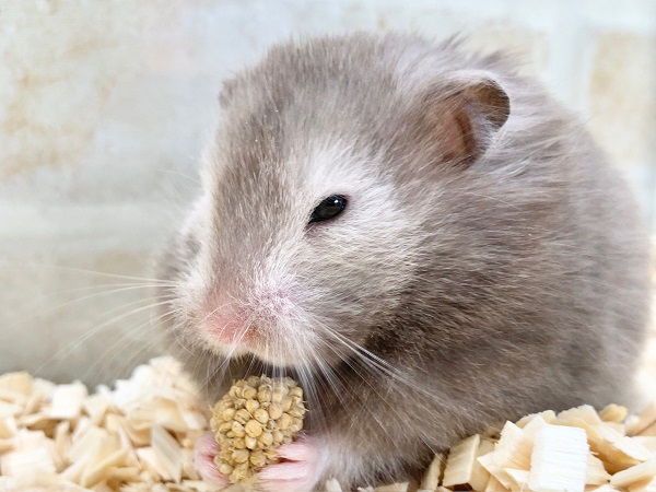 ゴールデンハムスター