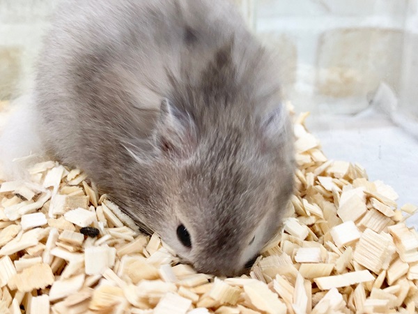 ゴールデンハムスター