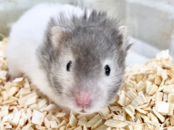 セーブルハムスター（バンデット）　白が眩しい！おっとり系男子です！