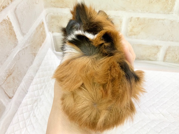 アビシニアンモルモット