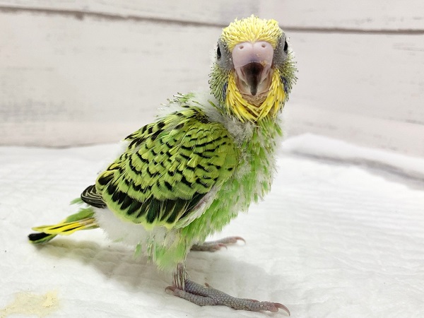 セキセイインコ