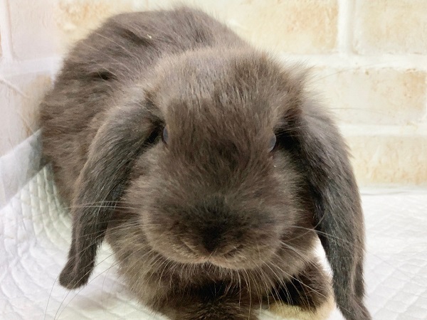 ホーランドロップ