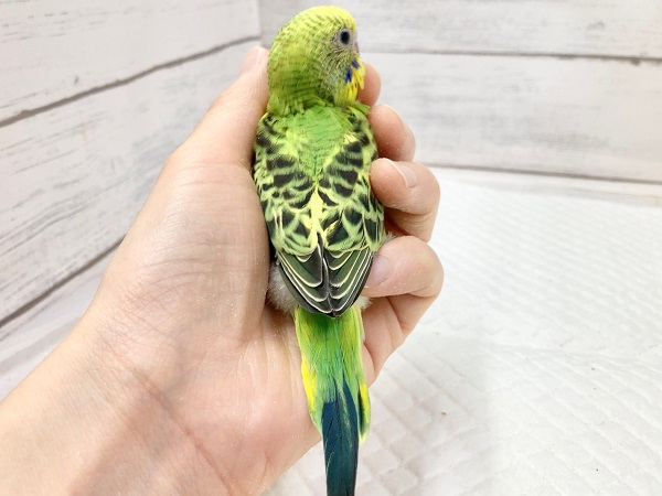 セキセイインコ