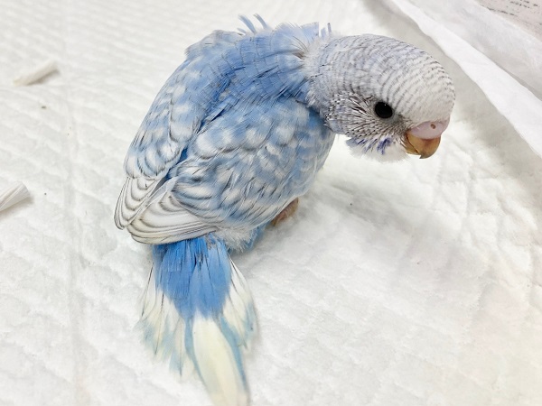 セキセイインコ（ブルースパングル）　振り向き美人？な空色ちゃん！