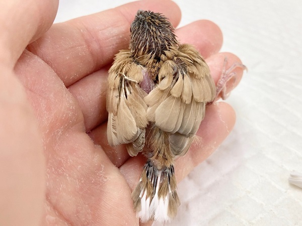 十姉妹（ジュウシマツ）