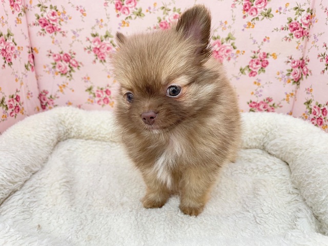 ポメチー（ポメチワ）