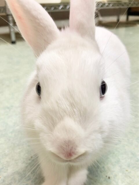 ドワーフホト（ミスカラー）　美人さんだけど実は？ギャップが面白い男の子！