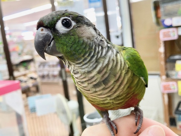 最新画像あり⭐️動画あり⭐️パッチリお目々が魅力的🥺ウロコインコ（グリーン）