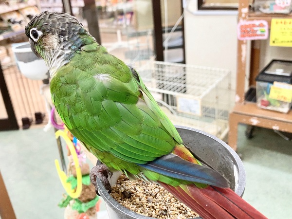 ホオミドリウロコインコ