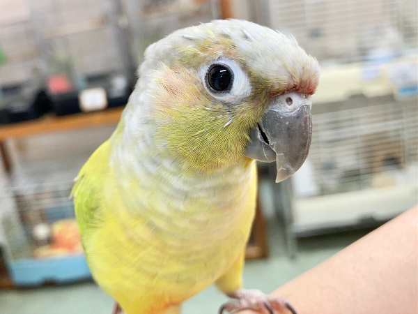 最新画像あり⭐️動画あり⭐️派手だけど渋い？ウロコインコダイリュート～👶