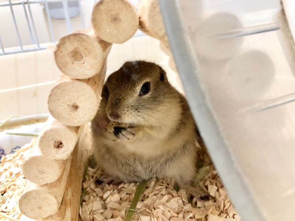 リチャードソンジリス