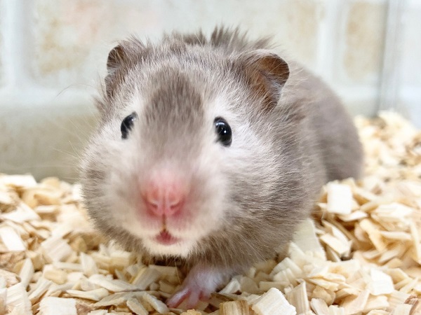 ゴールデンハムスター