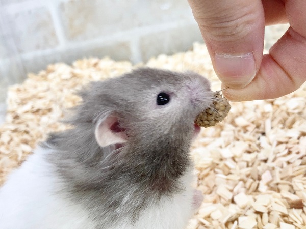 ゴールデンハムスター