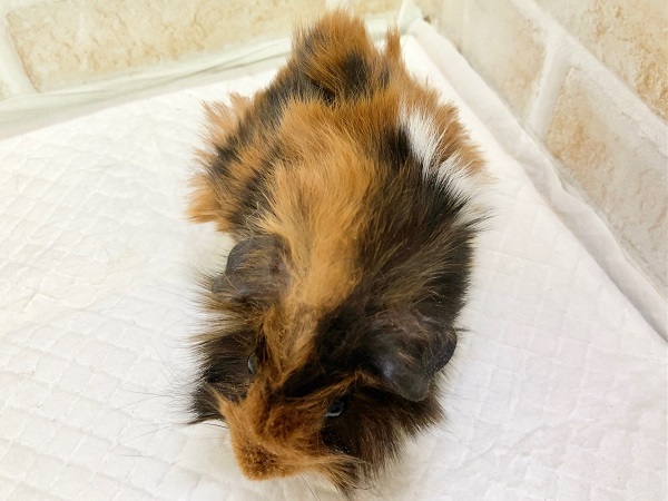 アビシニアンモルモット