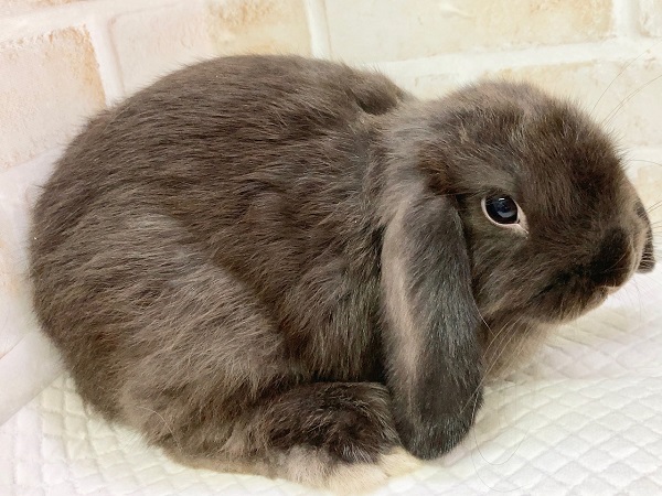 ホーランドロップ