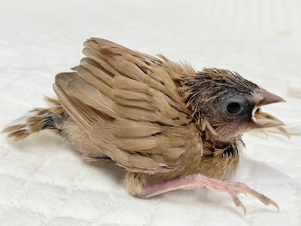 十姉妹（ジュウシマツ）